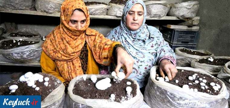 درآمد پرورش قارچ؛ چگونه با پرورش قارچ پولدار شویم؟