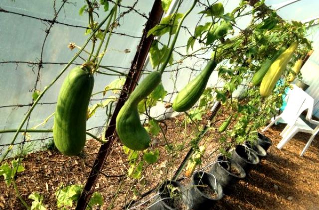 خواص خوراکی میوه گیاه لوفا