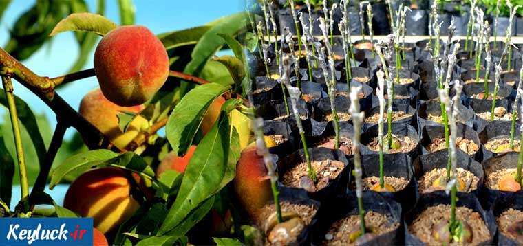 با کمک مرکز برتر نهال باغ هلو را به صورت علمی و باردهی انبوه احداث کنید