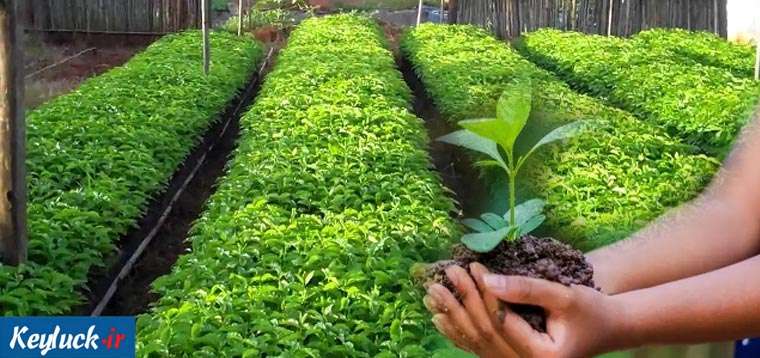 خرید نهال از نهالستان