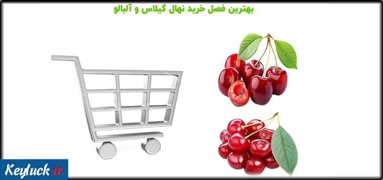 آیا خرید نهال آلبالو و گیلاس حتما باید در فصل پاییز اتفاق بیوفتد؟