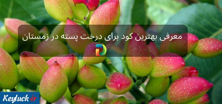 بهترین کود برای درخت پسته در زمستان چیست؟
