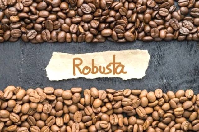 روبوستا؛ قهوه ای که شما را بیدار نگه میدارد